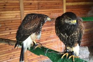 falconry_and_raptor_club-09.jpg