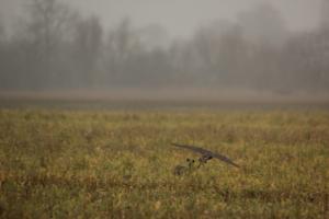 IMG_2611.JPG